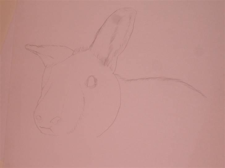 Mine tegninger :D - En kanin jeg skulle tegne til en tegne konkurance
skulle tegne den fordi den er død
Navn kommer billede 44