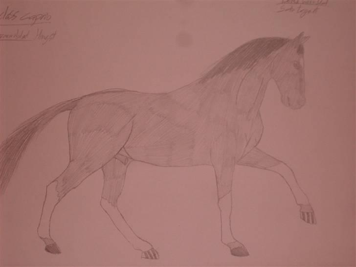 Mine tegninger :D - En hingst tegnet fra mit ejet hoved faktisk en hest jeg lidt har drømt om som jeg så endelig vil tegne ! (;

Også første hest jeg på en måde har givet farve. den skulle forstille at være sort billede 3