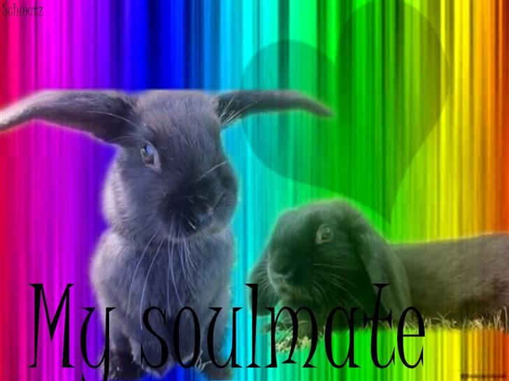 Redigerede billeder til andre :D - Sorte billede 6