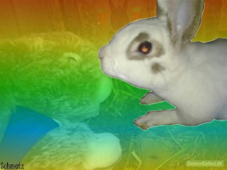 Redigerede billeder til andre :D - Kiwi - kunne ikke få alt det røde i øjet væk, men det er da mindre end før :) billede 7