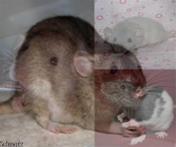 Redigerede billeder til andre :D - De 4 søde rotte pi'r :D

-hvis du gerne vil have det lavet om siger du bare til :) billede 10