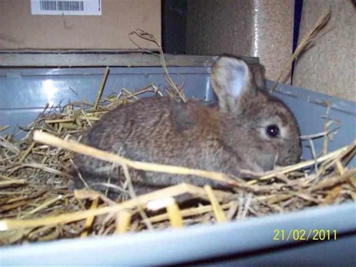 Belgisk vædder/dværg vædder unger - Hun har søde vippe ører.... billede 2