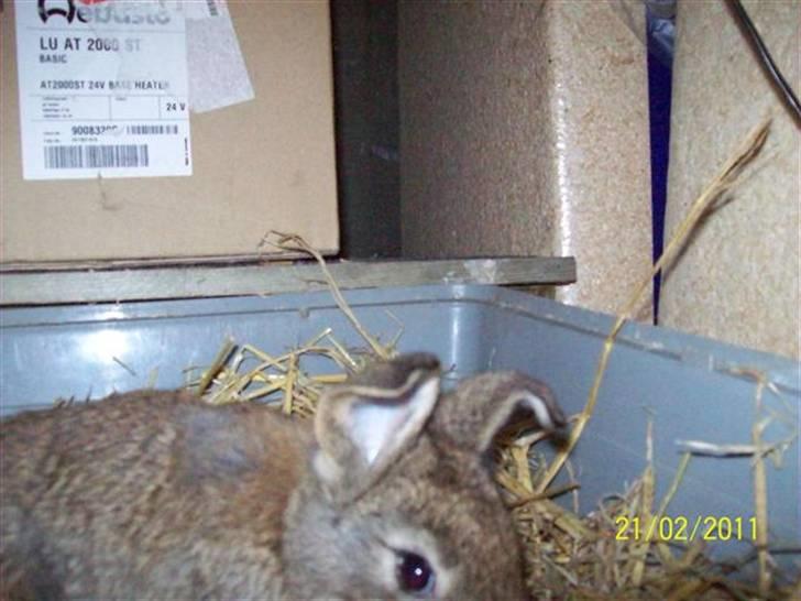 Belgisk vædder/dværg vædder unger - Hun har søde vippe ører.... billede 3