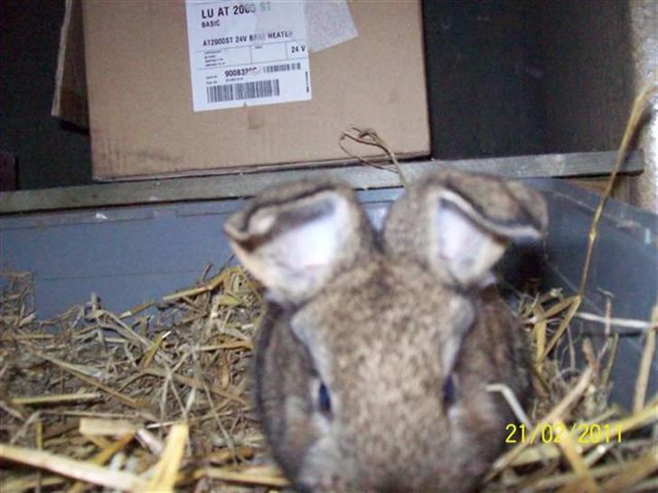 Belgisk vædder/dværg vædder unger - Hun har søde vippe ører.... billede 4