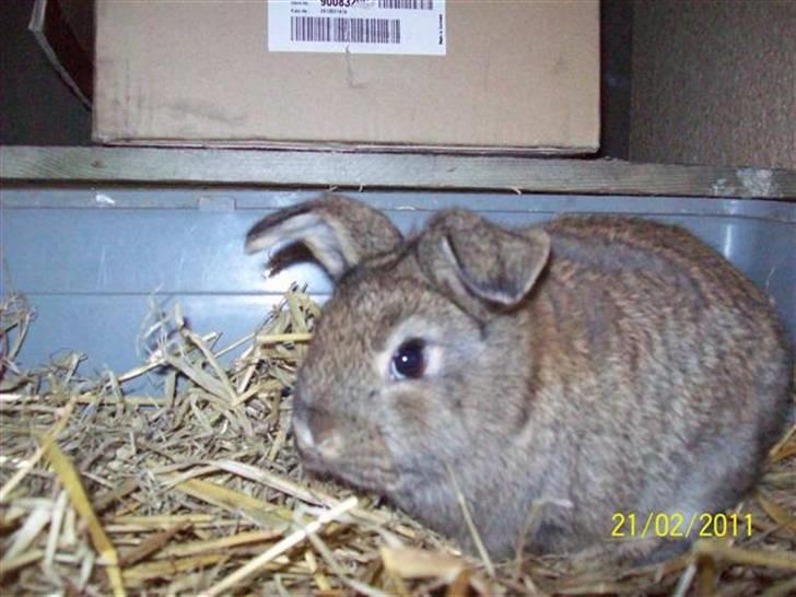 Belgisk vædder/dværg vædder unger - Hun har søde vippe ører.... billede 5