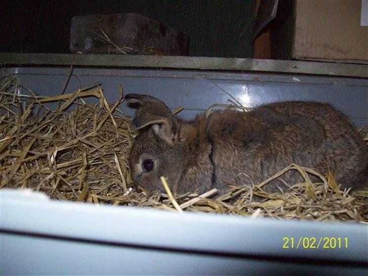 Belgisk vædder/dværg vædder unger - Hun har søde vippe ører.... billede 6