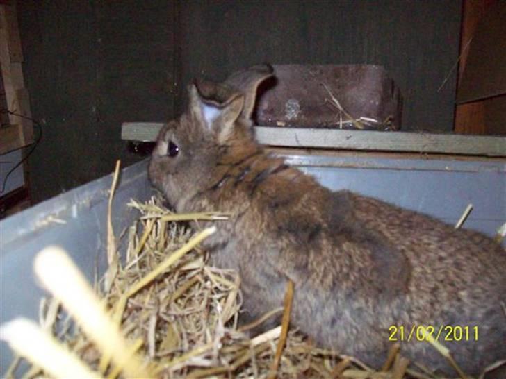 Belgisk vædder/dværg vædder unger - Hun har søde vippe ører.... billede 7