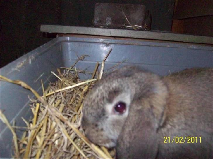 Belgisk vædder/dværg vædder unger - Søde hængeører.... billede 8