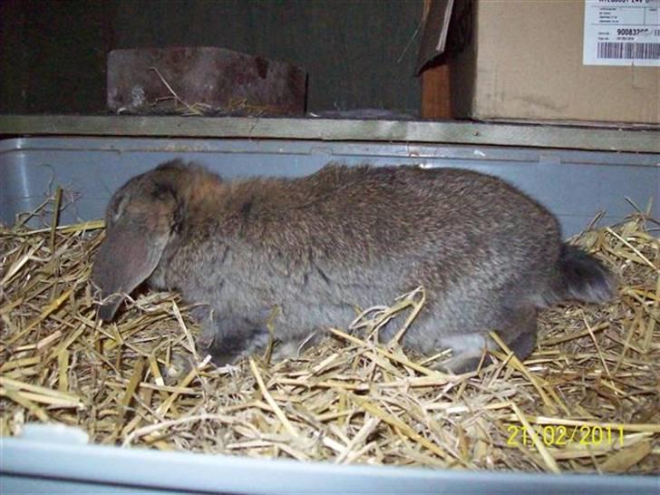 Belgisk vædder/dværg vædder unger - Søde hængeører.... billede 9