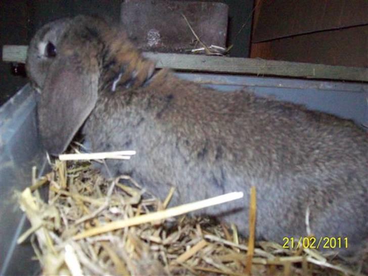 Belgisk vædder/dværg vædder unger - Søde hængeører.... billede 10