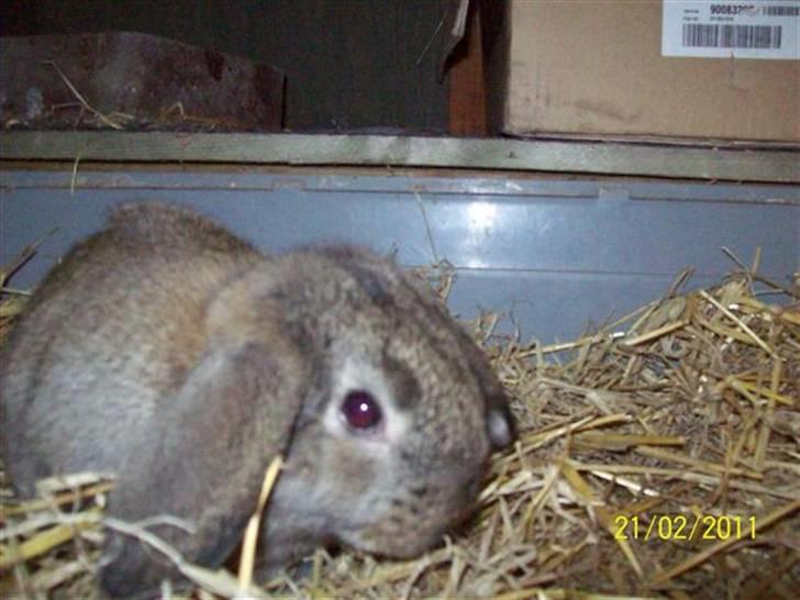 Belgisk vædder/dværg vædder unger - Søde hængeører.... billede 11