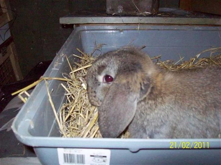 Belgisk vædder/dværg vædder unger - Søde hængeører.... billede 12