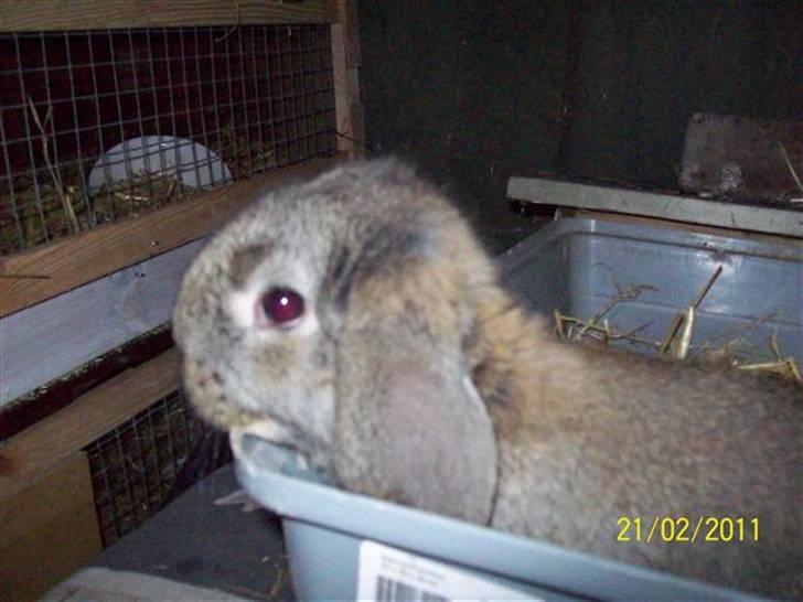 Belgisk vædder/dværg vædder unger - Søde hængeører.... billede 13