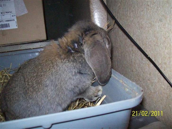 Belgisk vædder/dværg vædder unger - Søde hængeører.... billede 14