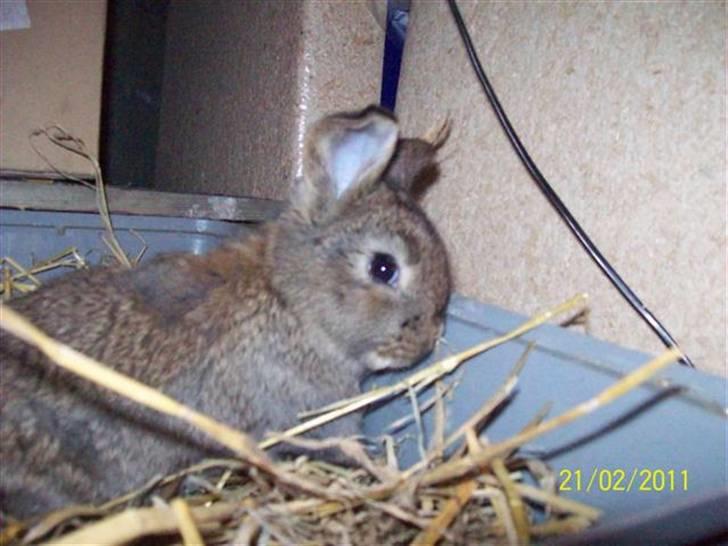 Belgisk vædder/dværg unger - Kaniner - fra Ann