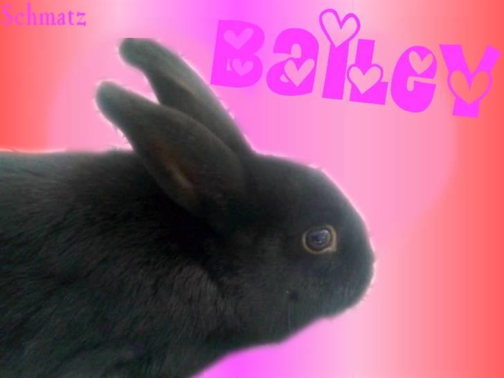 Redigerede billeder til andre :D - Bailey billede 16