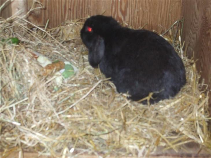 {{currentPhoto.altText}} billede {{currentPhoto.number}}