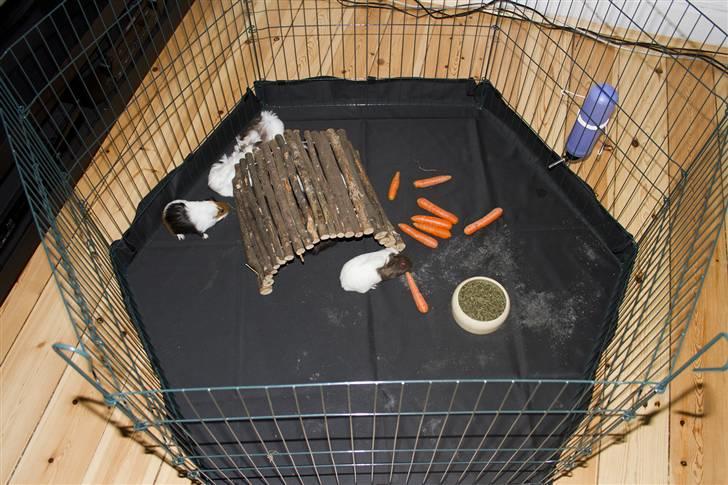 Min løbegård billede 2