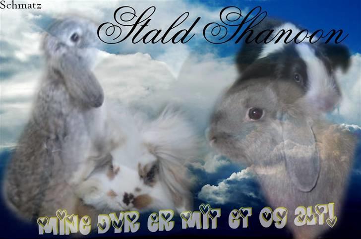 Redigerede billeder til andre :D - Stald-Shanoon billede 20