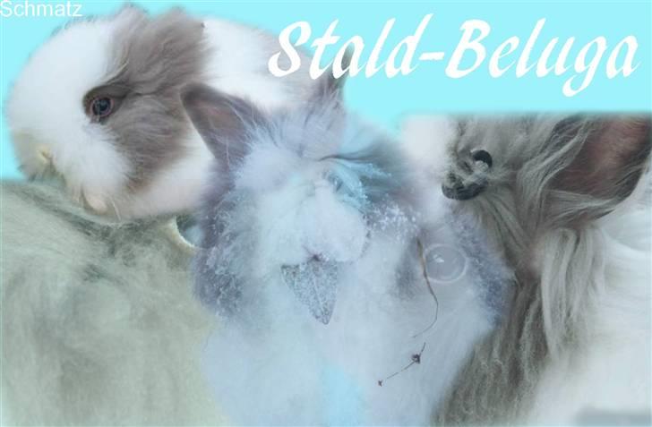 Redigerede billeder til andre :D - Stald - Beluga billede 21