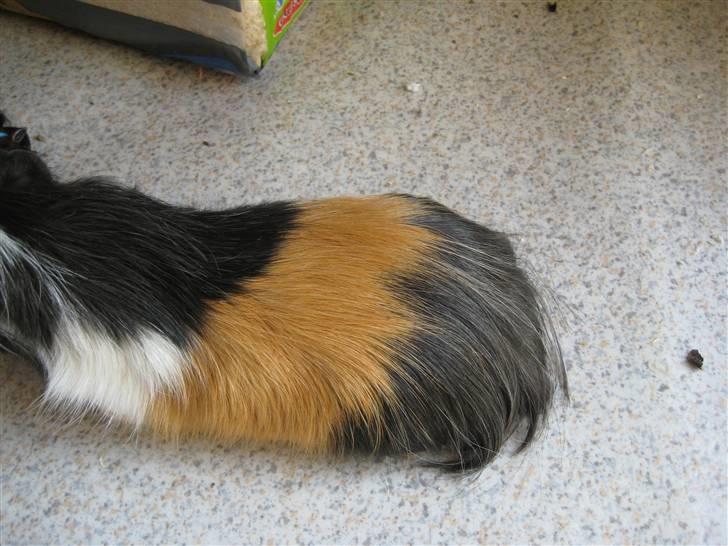 Marsvine unger - Faren billede 1