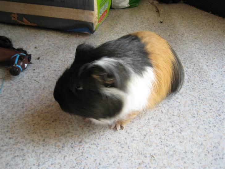 Marsvine unger - Faren billede 2