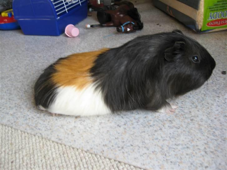 Marsvine unger - Faren billede 3