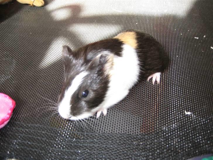 Marsvine unger billede 4