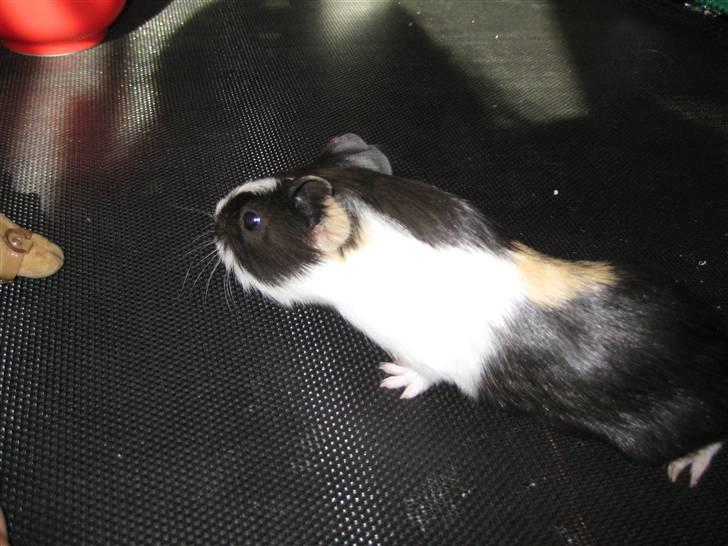 Marsvine unger billede 5