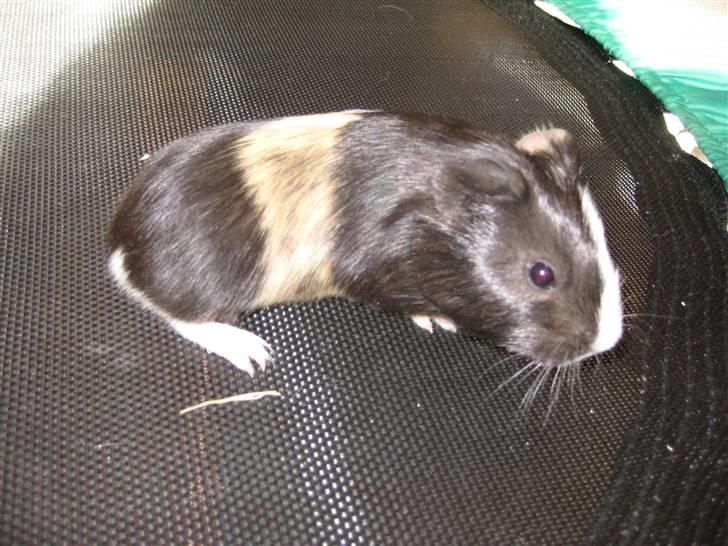 Marsvine unger billede 6