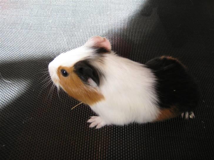 Marsvine unger billede 7