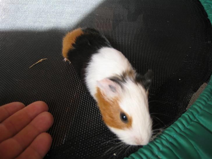 Marsvine unger billede 8