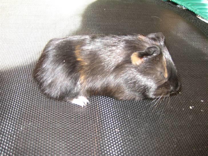 Marsvine unger billede 9