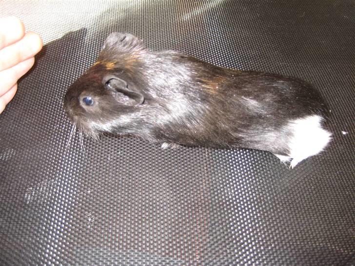 Marsvine unger billede 10