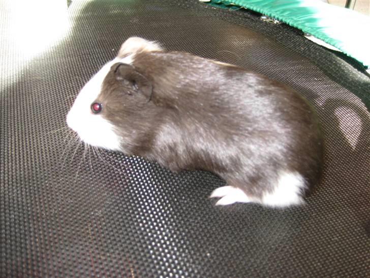 Marsvine unger billede 11