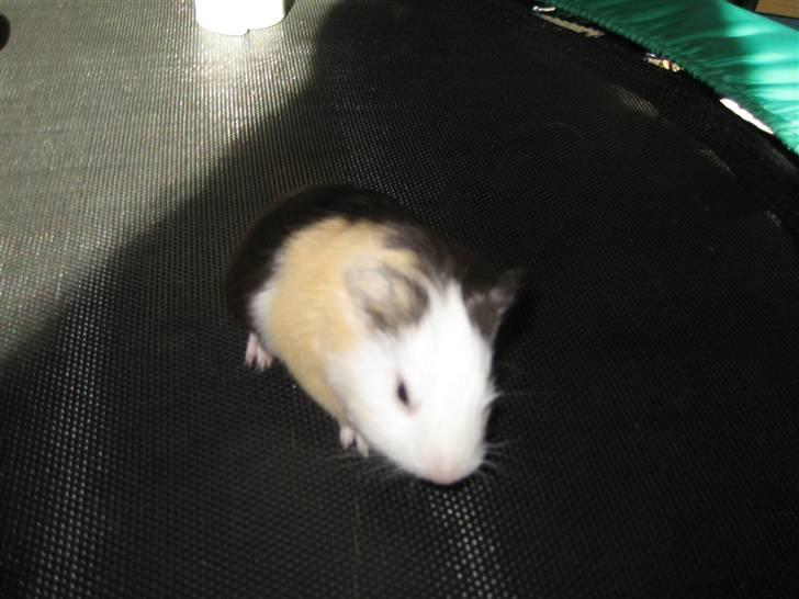 Marsvine unger billede 12