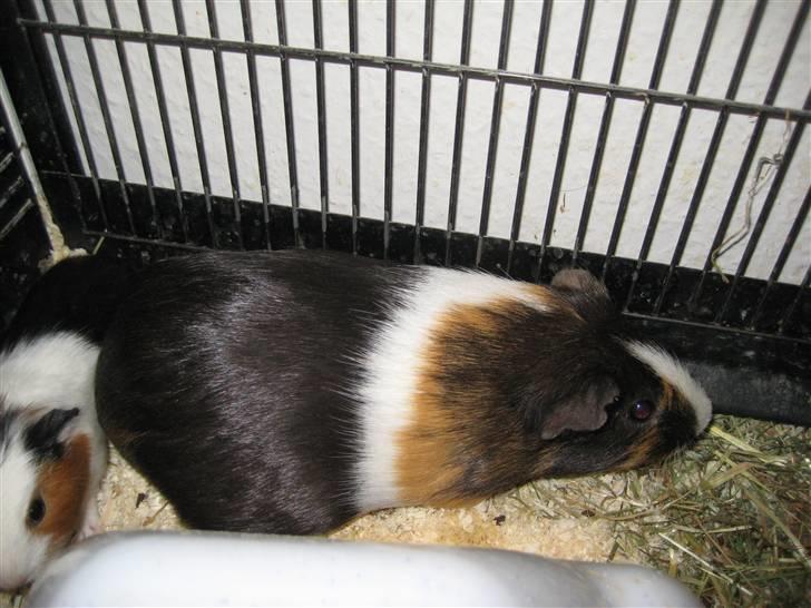 Marsvine unger - Moderen billede 13