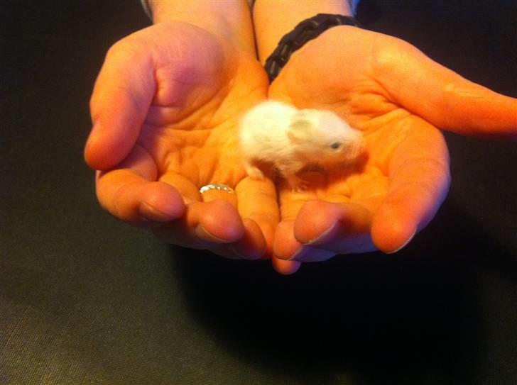 Vores hamster unger billede 1