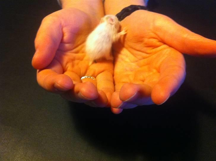 Vores hamster unger billede 2