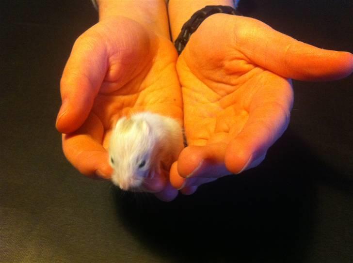 Vores hamster unger billede 3