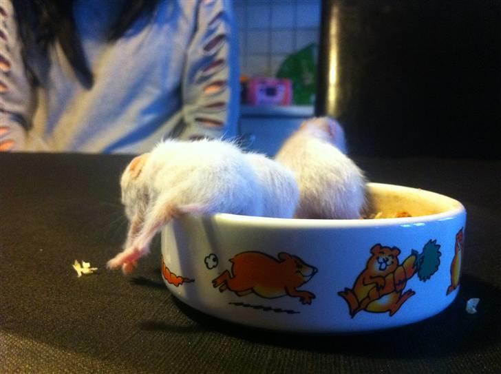 Vores hamster unger billede 4