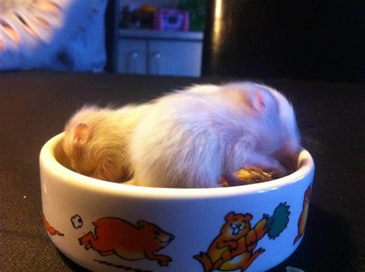 Vores hamster unger billede 5