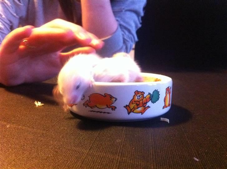 Vores hamster unger billede 6