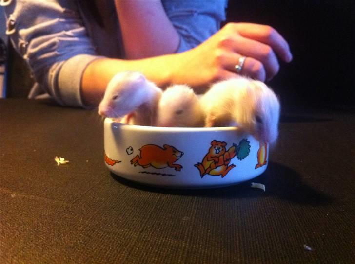 Vores hamster unger billede 7