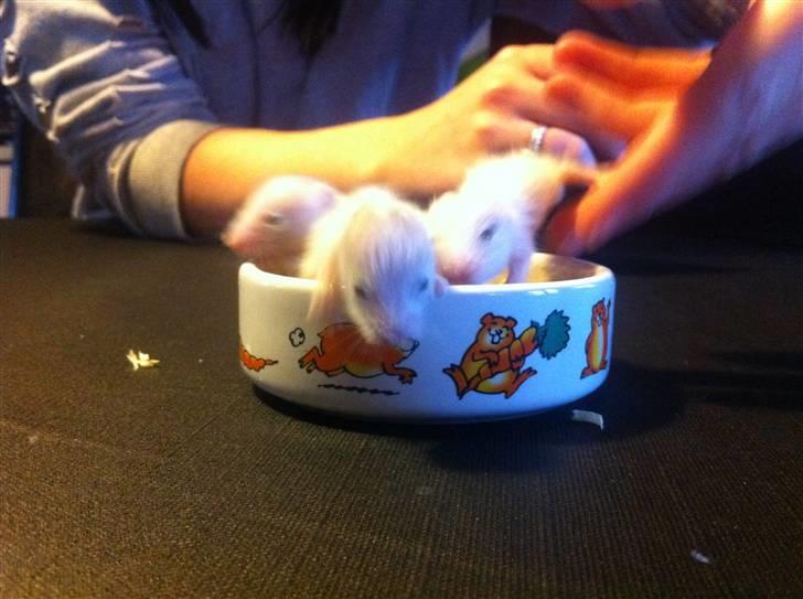 Vores hamster unger billede 8