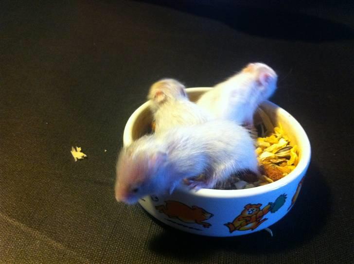 Vores hamster unger billede 9
