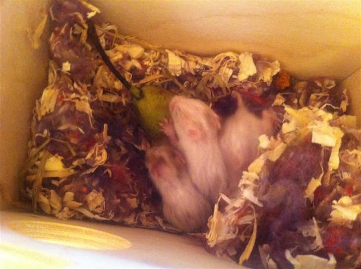 Vores hamster unger billede 10