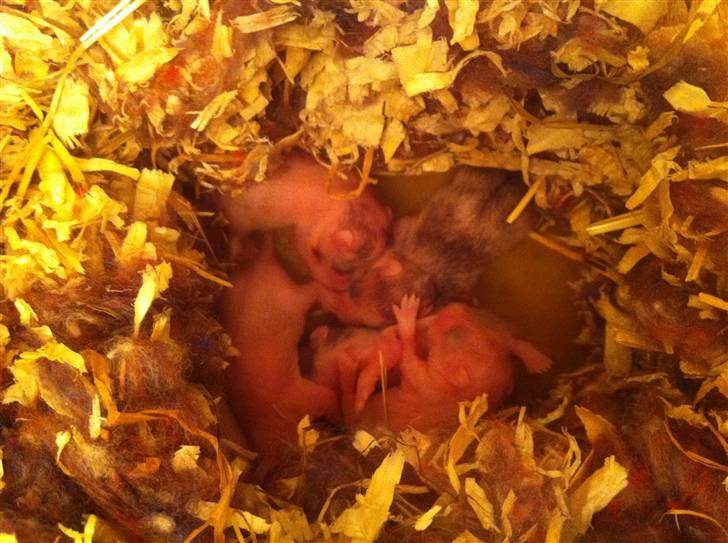 Vores hamster unger billede 11