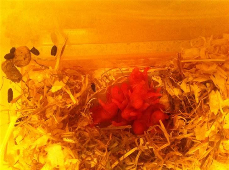 Vores hamster unger billede 12