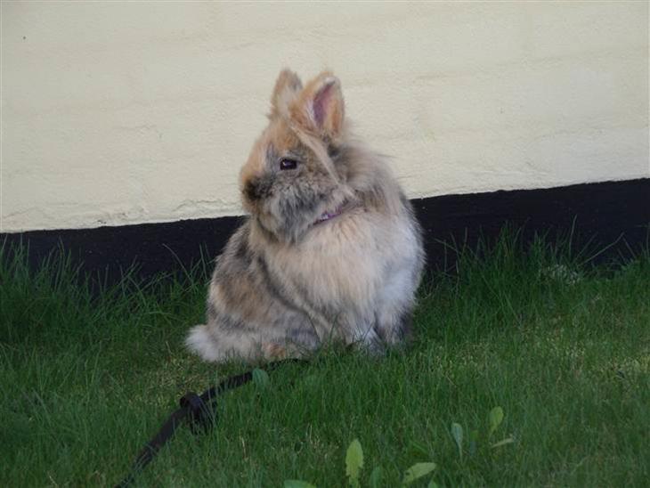 {{currentPhoto.altText}} billede {{currentPhoto.number}}